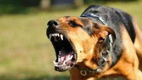 古人被狗咬伤,没有疫苗就不怕得狂犬病吗?其实有一方法流传至今_疾病_