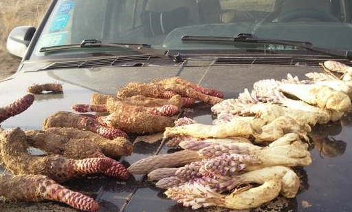 每天喝一杯肉苁蓉茶是一种怎样的感受