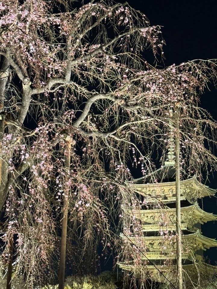 日本文史漫笔在京都东寺夜赏樱花遥想空海大师的虚往实归