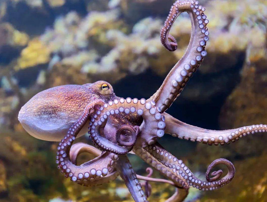 章鱼主要生活在海底,喜欢在岩石缝隙,珊瑚礁,海草,贝壳等处寻找遮蔽物