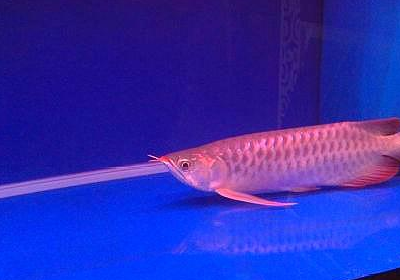 龙鱼趴缸不要急,是由这几种原因导致的,用这种方