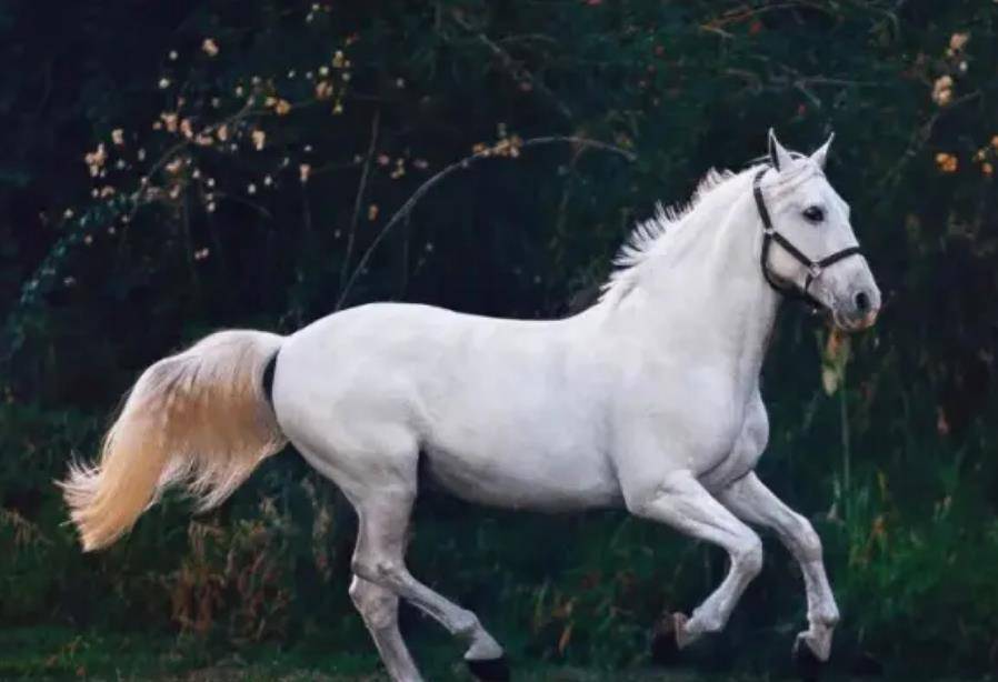 原创先秦时期的卢还是良马为何南北朝时期却黑化成凶马