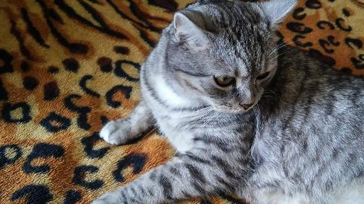 原创若想延长猫的寿命请了解猫咪膳食的基本知识