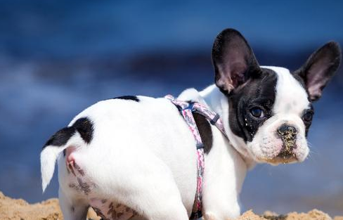 长相"奇葩"的法国斗牛犬,有这6个优点,不养你会后悔!_运动_泪痕_小孩