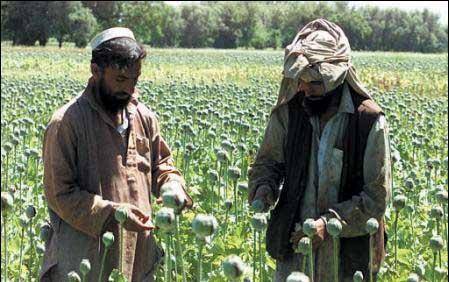 都知道金三角制毒为何不用军队剿灭毒枭坤沙的覆灭说明了原因