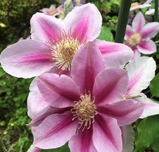 原创大花铁线莲一株一个穴爬满竹篱笆