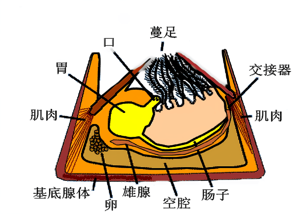 藤壶内部结构图图片