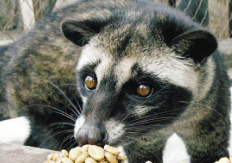 产于印尼苏门达腊,爪洼,和苏尔维什岛,每公斤的价格高达3000美元,狸猫