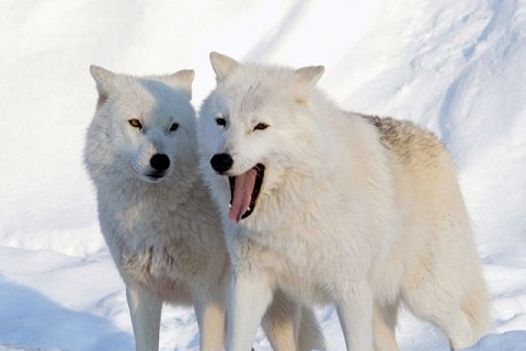 狼群_生活_环境