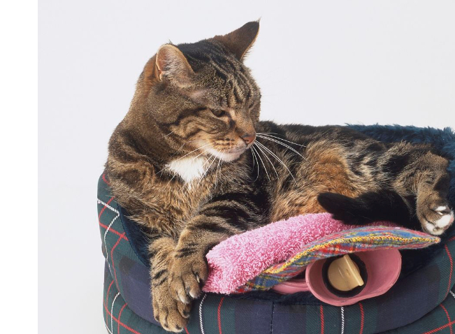 猫咪知识冬天猫的保暖方式