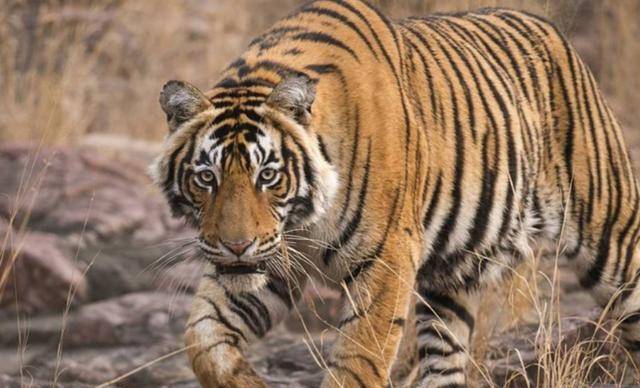 原创20年前中国将2只华南虎送到南非草原放养后来怎样了