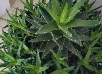 库拉索芦荟这是最常见的一种芦荟品种,我养的就是这个品种,叶子饱满