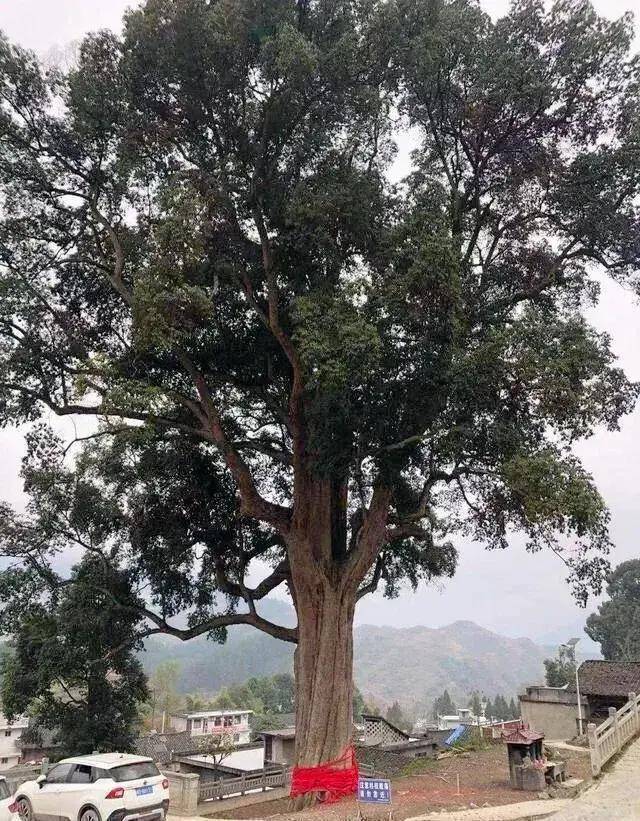 金丝楠木_自然选择_人类