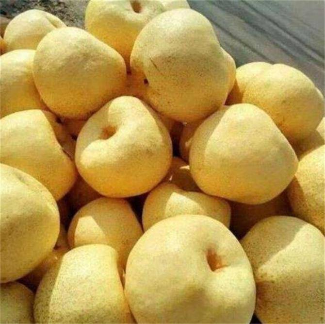 原创砀山梨产地在什么地方砀山梨享誉全国为何这么受欢迎