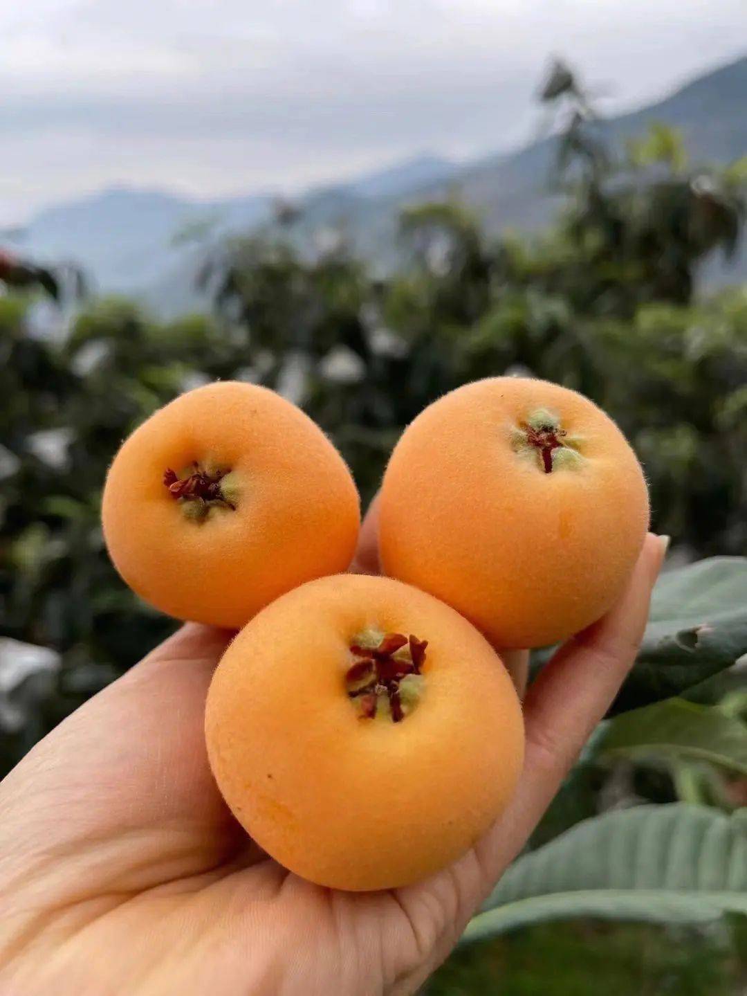 谷医堂谷方益元吃枇杷的好处与坏处