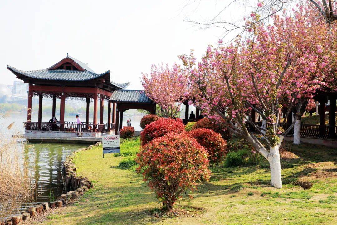 【图集】商丘市日月湖景区樱花岛的樱花开得好美