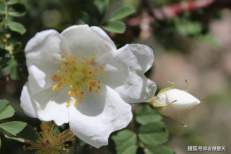 余弦复合函数ycosx22导数的两种计算