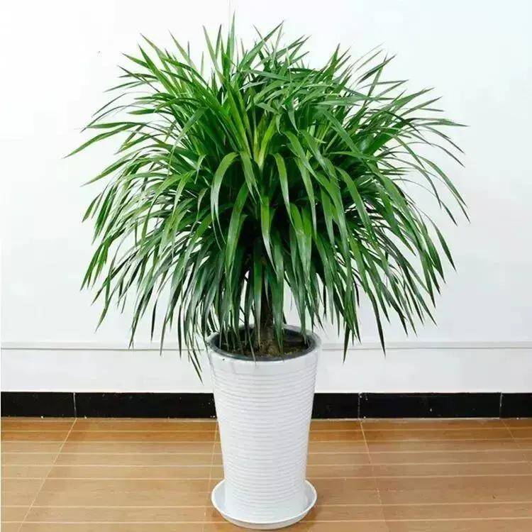 原创养这样的长寿树可活过百岁镇宅辟邪招财纳福有钱人都喜欢