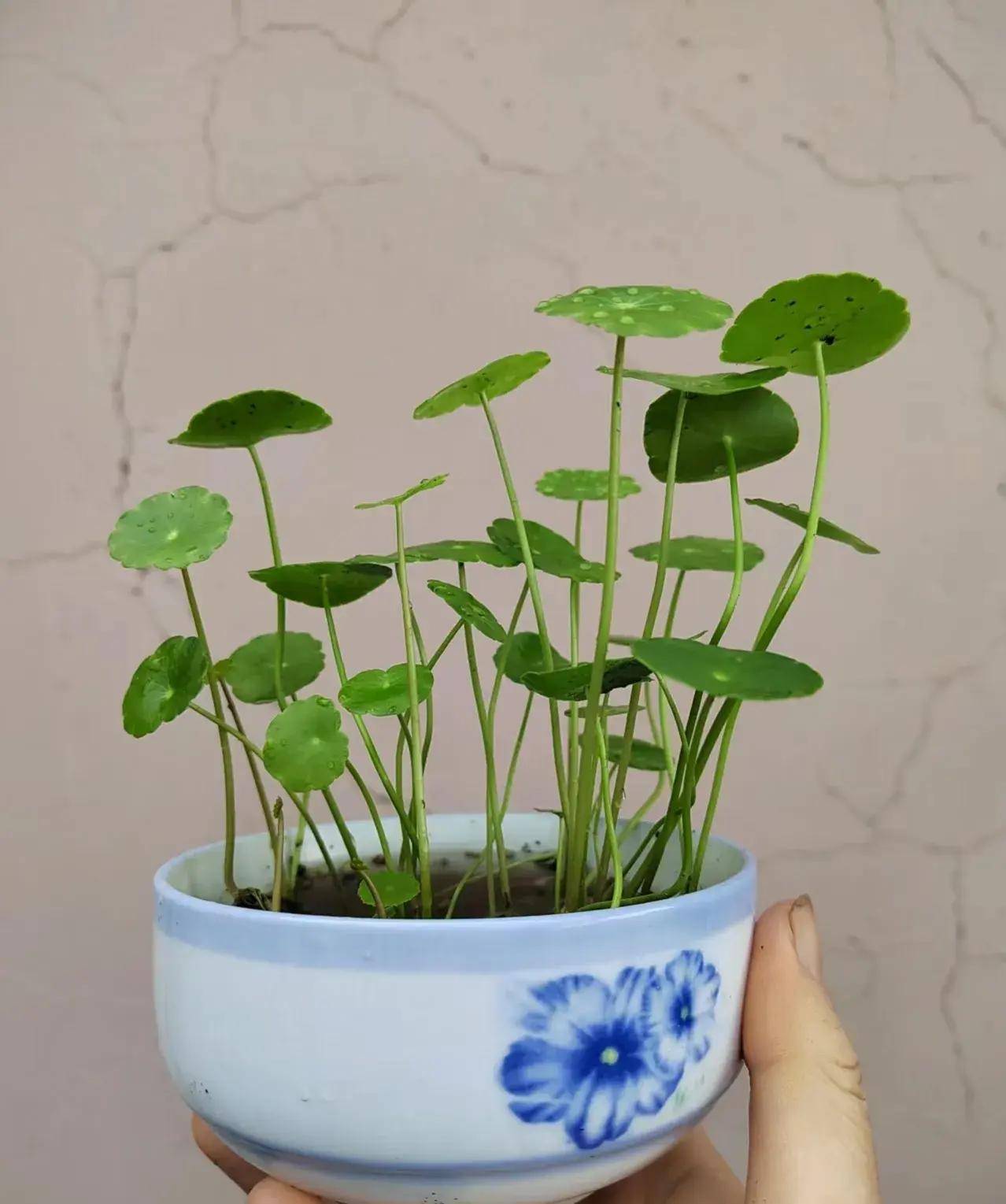原创想要把铜钱草养出高贵感首先是养其次才是美