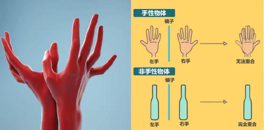 分子_右手_左手