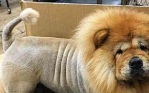 原创主人给松狮剃了毛被路人误认为狮子差点报警