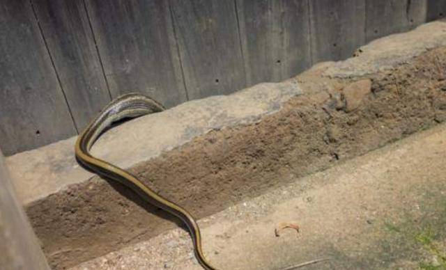 原创为什么农村人不会赶走来家里的蛇第三原因最直接