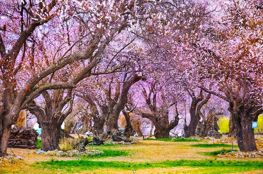 林芝桃花沟景区图片