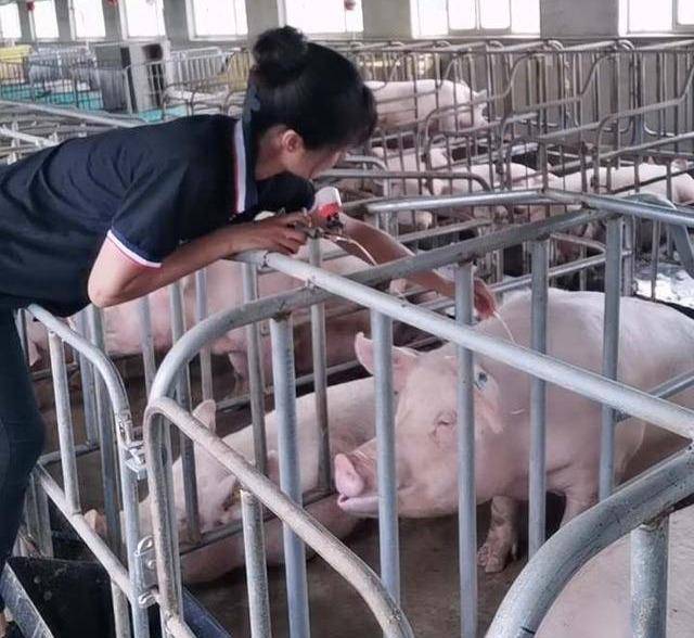 轻松养猪养猪多条操作中国养猪网技巧分享