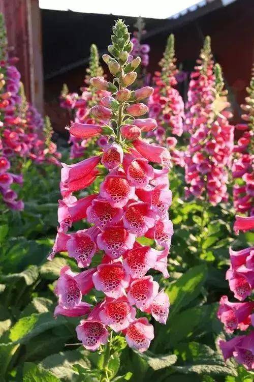 原创被人忽视的网红花花朵似铃铛可食可观赏