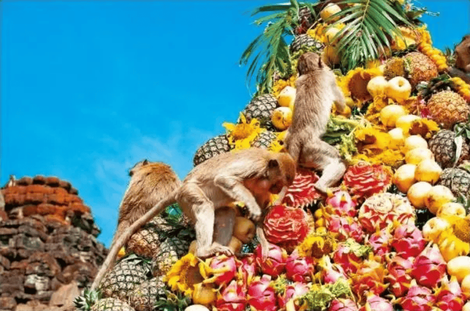 猴子_面容_生活