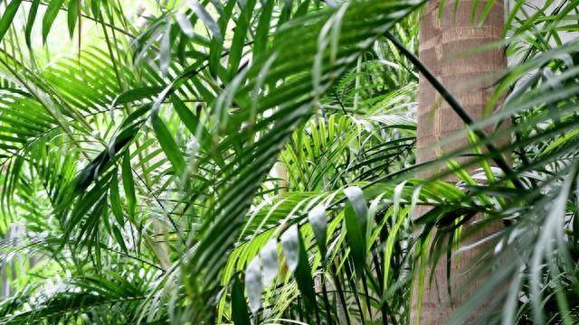 原创凤尾竹的寓意养护注意什么凤尾竹黄叶的原因