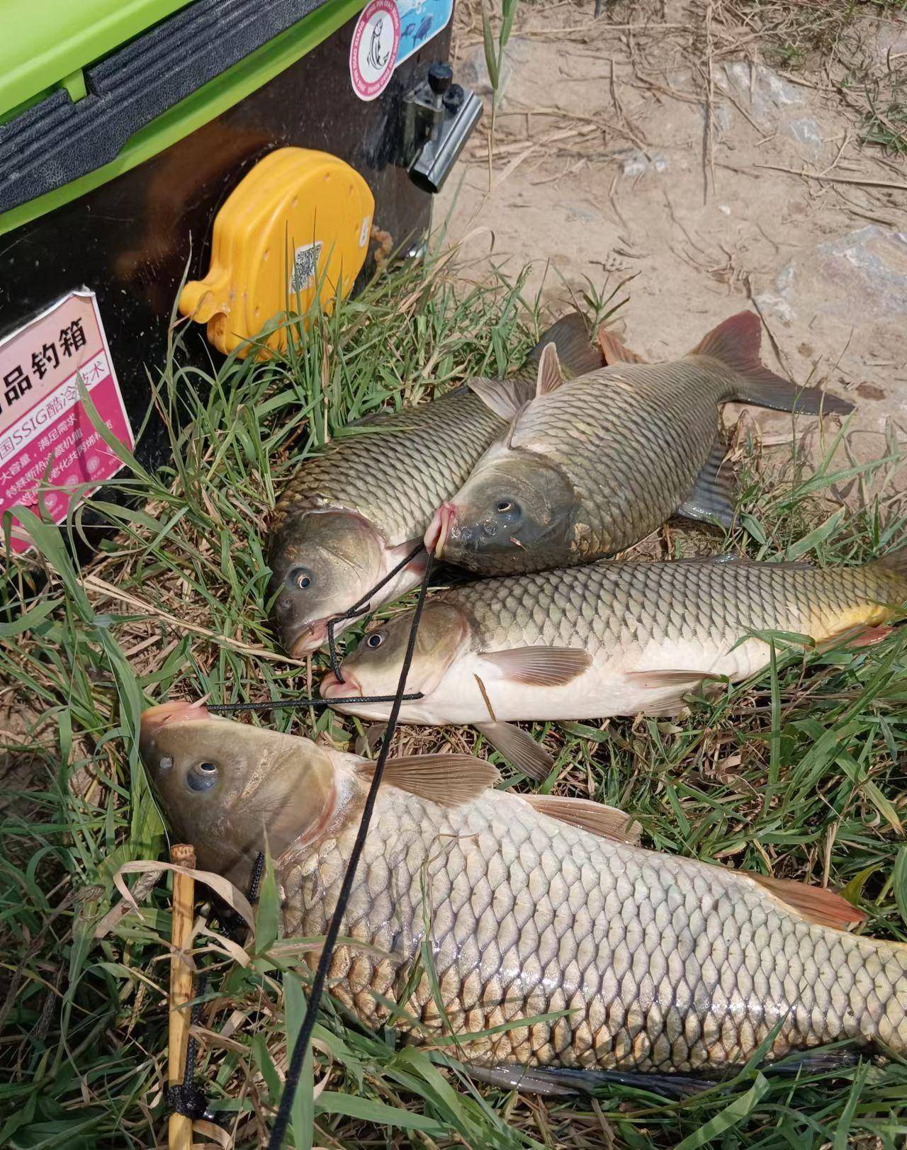 春季黄水野钓攻略大鱼靠边名贵鱼泛滥攻略用对鱼根本吃不完