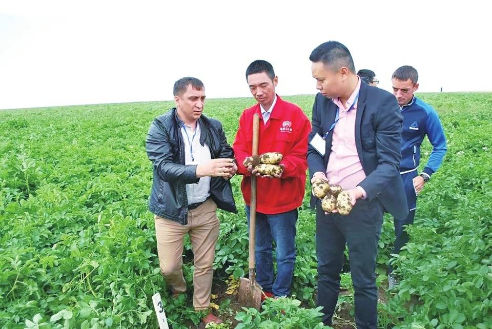 山东省德州市经验出口一带一路希森马铃薯10年4破国内纪录