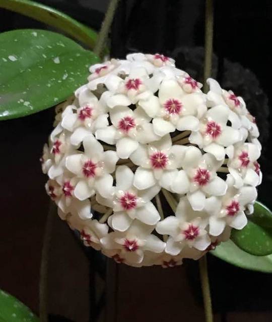 原创最耐阴的盆栽植物花叶俱美花朵超香四季开花室内也能养