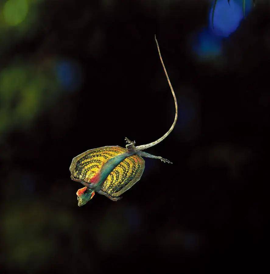 自然界里这36种奇怪又有趣的生物你都认识吗