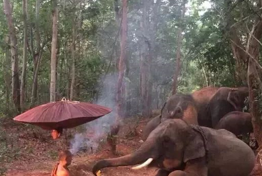 2分钟动物拜佛视频,刷爆圈子!太神奇_佛像_寺庙_老鼠