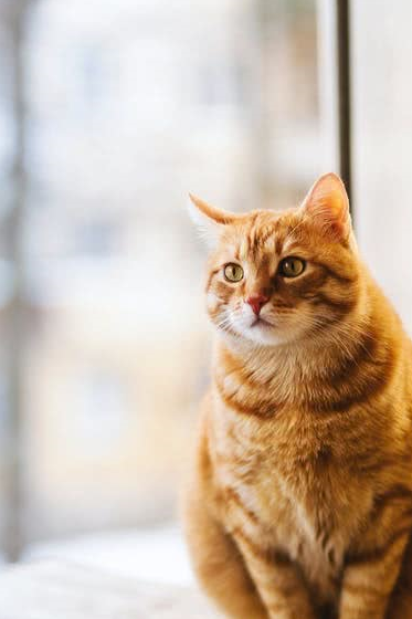 原创事实证明橘猫是一只行走的气球数月而已身材就远超前辈萌翻了