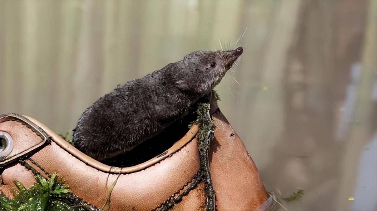 东北水耗子是什么生物?能在冰面下抓鱼