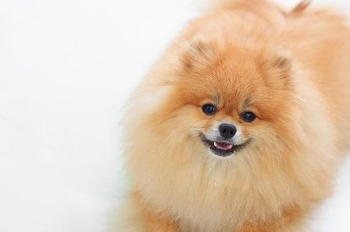 解析博美犬,来了解一下这是一种什么样的狗狗吧_主人_大小_因为