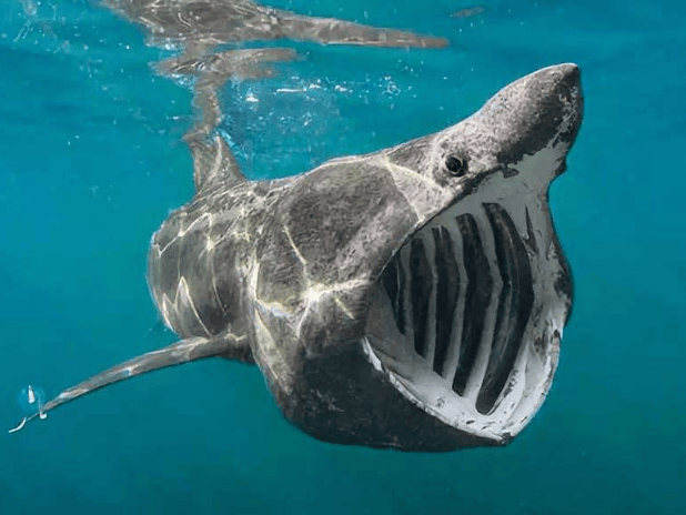 海洋冷知识之鲨鱼_牙齿_身体_软骨鱼