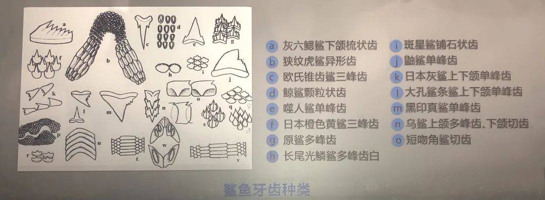 海洋冷知识之鲨鱼
