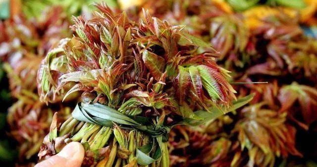多吃这些蕴含生机的芽菜,健脾胃,疏肝气,清肝火_黄豆芽_香椿头_嫩芽