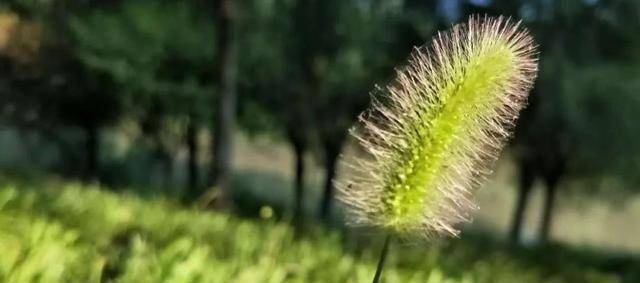 当被生活磨平了棱角才能以淡然的心去面对接纳生活中的不完美