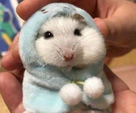 原创给仓鼠喝牛奶补身体并不适用但其他的奶制品可以给它们吃吗