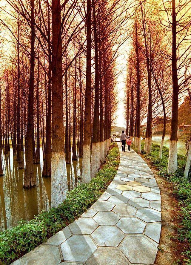 落羽杉与桃花"相映红"新春最旺最红火的就是来星湖看和煦的冬日送来满