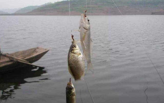 原创春季钓鲫鱼晴天也没口调整对思路斤鲫拉到手发软