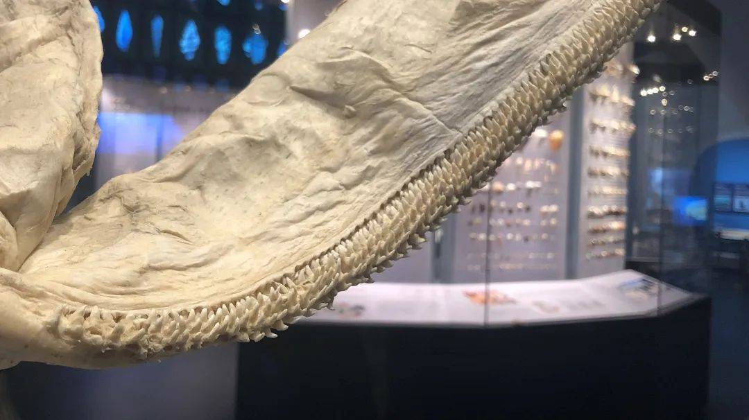 海洋冷知识之鲨鱼