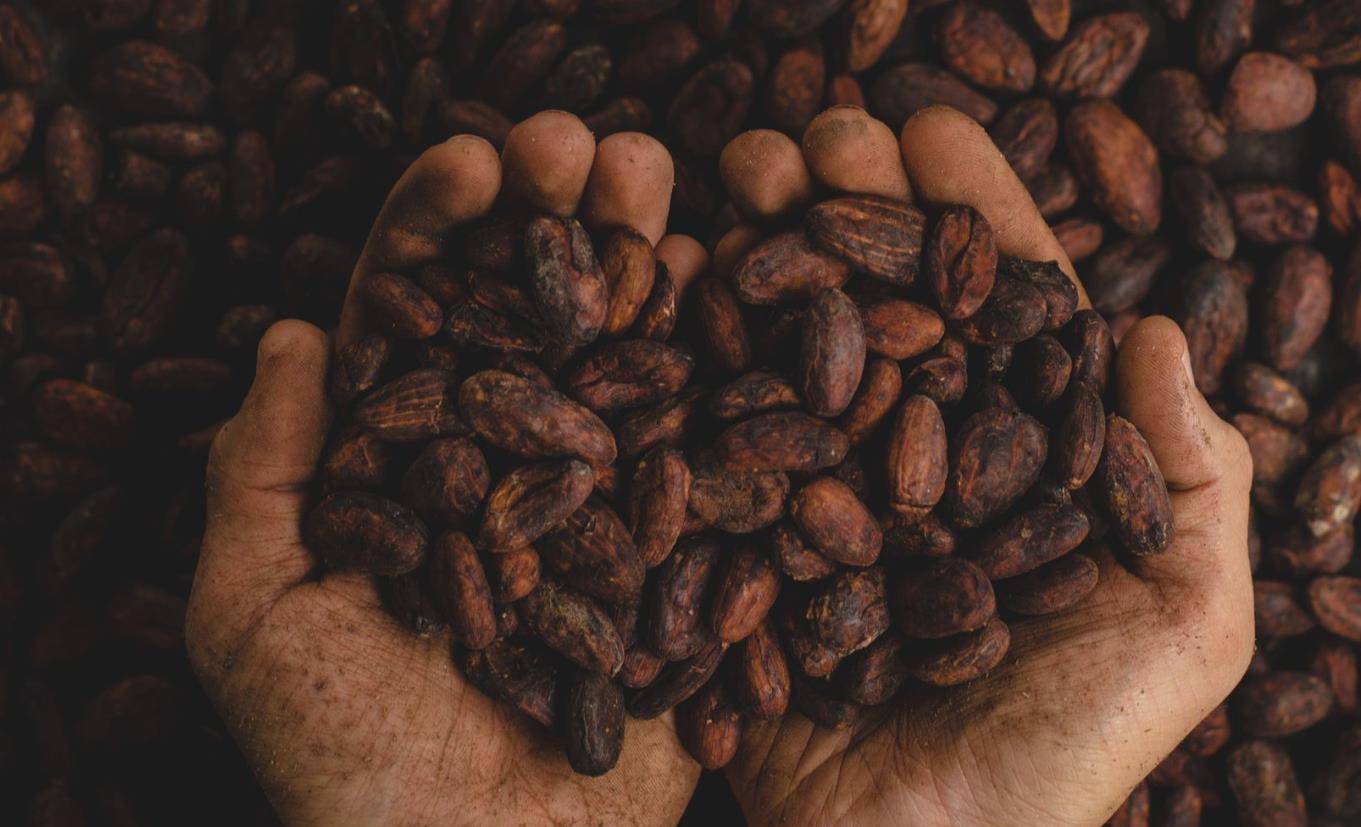 一年大涨250%，涨价比黄金还猛的可可到底怎么了？_搜狐网