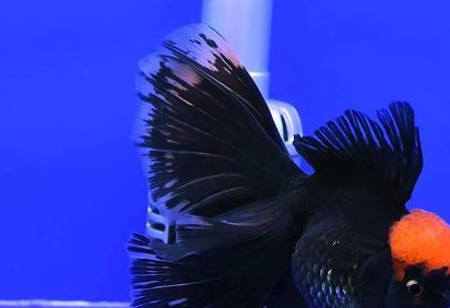 方法掌握得当金鱼不再难养