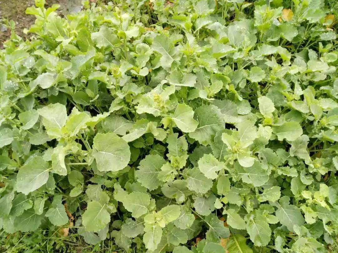 食用_诸葛菜_植物